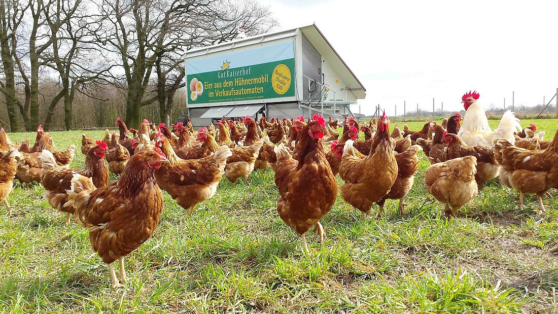 How HOPPECKE batteries are connected to happy chickens - Tuesday, 16.01.2018